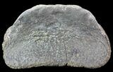 Hadrosaur Toe Bone - Alberta (Disposition #-) #71672-2
